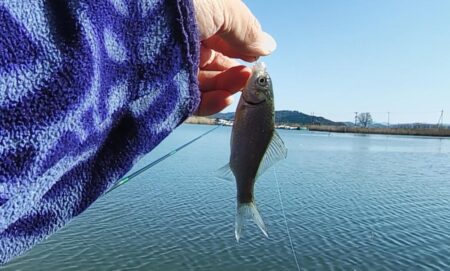 ホンモロコ釣り終盤